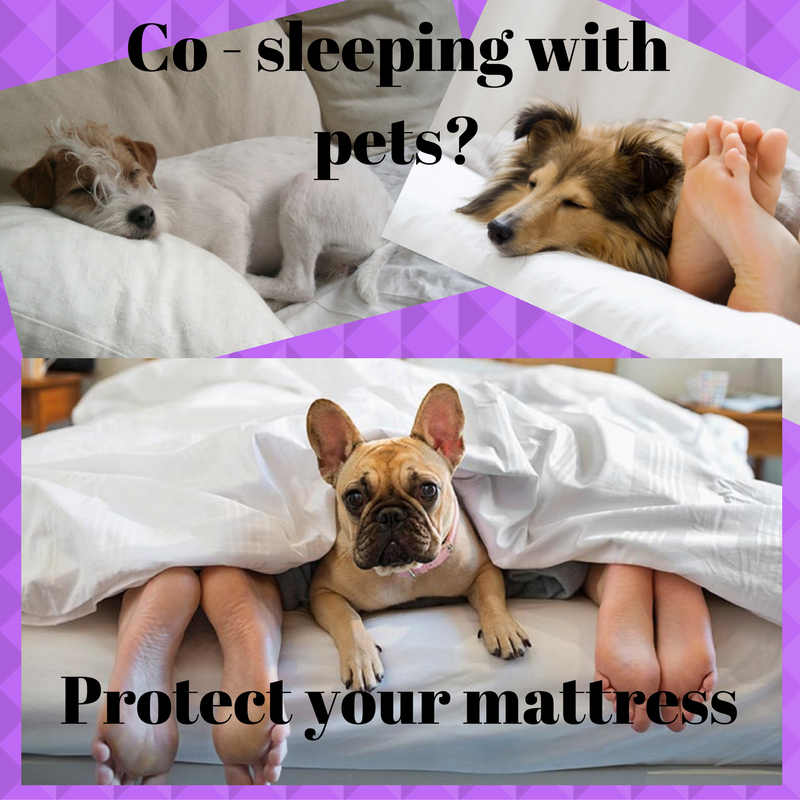 To sleep or not to sleep with your pet kaywhite7